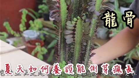 龍骨仙人掌修剪|【天天小花農】龍骨，夏天如何養護，才能使側芽瘋長